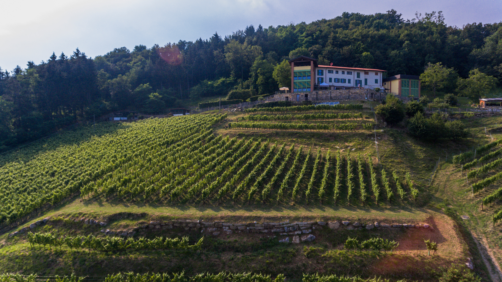 Vigne Azienda Agricola Tosca